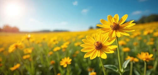 Yellow arnica flowers bloom in a sunny meadow under a clear blue sky. Green stems and grass surround the petals. Wide field of wildflowers in summer.