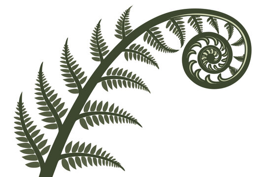 Stylized illustration of a dark green fern frond unfurling in a classic spiral shape, known as a fiddlehead