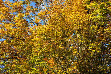 yellow trees in autumn