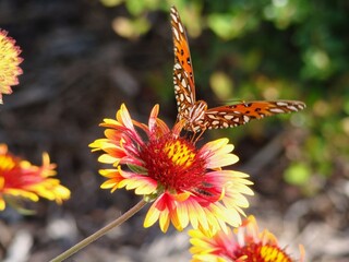 gulf fritilary butterfly firewheel flower image