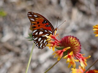 gulf fritilary butterfly on firewheel flower natural