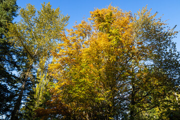 autumn trees in the park