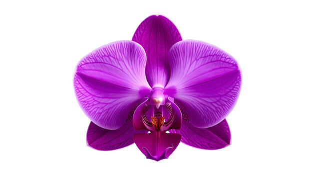 Isolated front view of a vibrant magenta orchid blossom with intricate petals and details