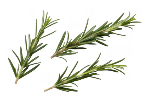 Three sprigs of fresh green rosemary herb isolated on a transparent background
