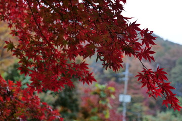 나무, 가을, 네이처, 나뭇잎, 단풍나무, 계절, red, sky, blue, 가지, yellow, 변색, 단풍, green, 똑똑하다, 식물, orange, 떡갈나무, 경관, 태양, 공원