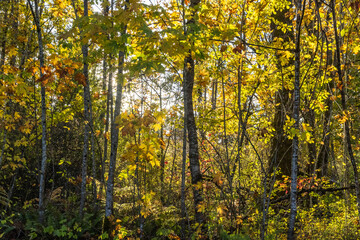 yellow leaves in the forest