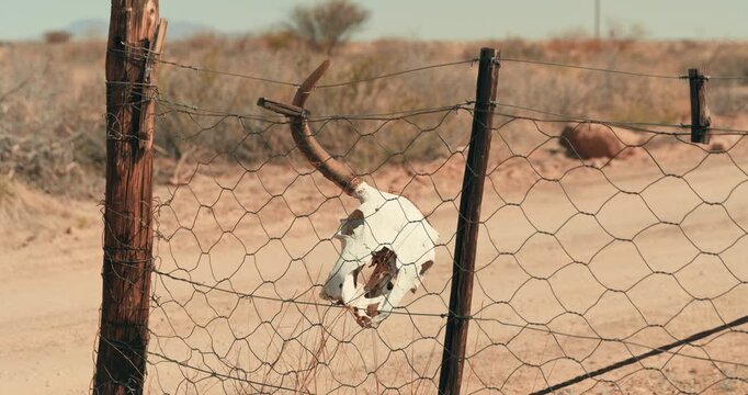 Close-up of a bull&rsquo;s skull hanging on a chain-link fence beside a gravel road, with subtle camera movement and the vast Namibian desert stretching into the background under warm dry light.