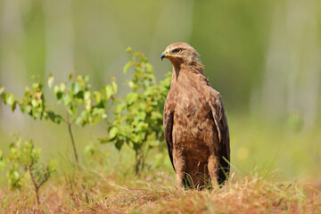 Orlik krzykliwy (Clanga pomarina)