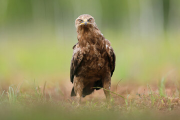 Orlik krzykliwy (Clanga pomarina)