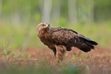 Orlik krzykliwy (Clanga pomarina)