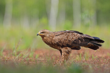 Orlik krzykliwy (Clanga pomarina)