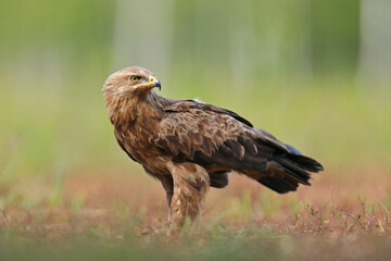 Orlik krzykliwy (Clanga pomarina)