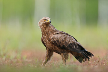 Orlik krzykliwy (Clanga pomarina)