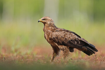 Orlik krzykliwy (Clanga pomarina)
