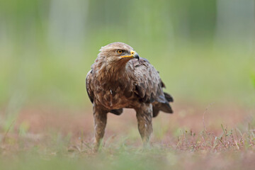 Orlik krzykliwy (Clanga pomarina)