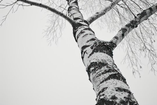Birch Tree birch tree plant.