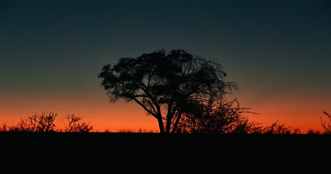 Cinematic sunrise in Namibia with a central tree silhouette, vivid blue and orange tones, atmospheric desert landscape and dramatic dawn light in high-quality.