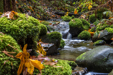 waterfall in the forest