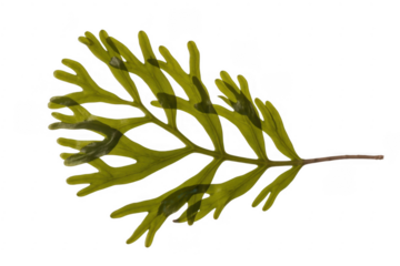 Green fern frond with delicate branching leaf structure isolated on a transparent background