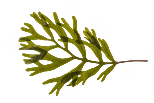 Green fern frond with delicate branching leaf structure isolated on a transparent background