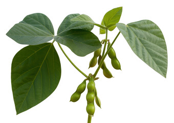 Fototapeta premium Green soybean pods on a plant stem with leaves isolated on a transparent background