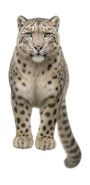 Snow leopard with dense, light fur and an elongated tail.
