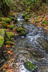 stream in the forest