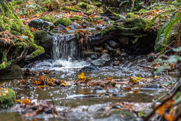 waterfall in the forest