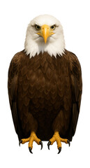 Fototapeta premium Perched bald eagle with a white head, brown body, and sharp yellow beak.
