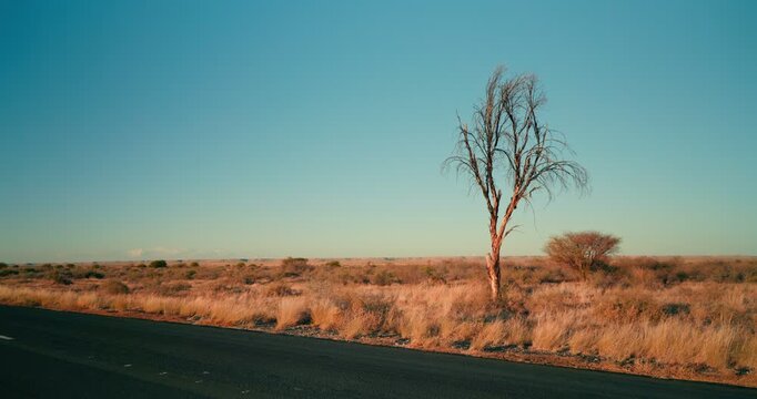 Wide landscape shot of a single tree standing in the red sands of Namibia&rsquo;s desert, under soft daylight and clear blue skies, highlighting isolation and natural beauty.