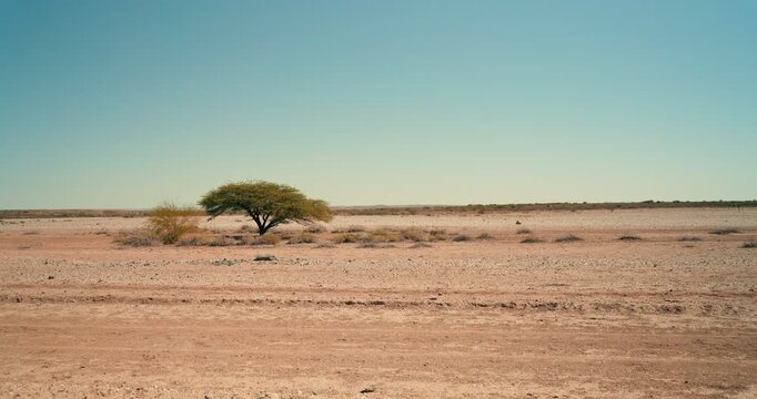 Wide landscape shot of a single tree standing in the red sands of Namibia&rsquo;s desert, under soft daylight and clear blue skies, highlighting isolation and natural beauty.