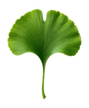 Ginkgo biloba leaf featuring a unique fan shape and distinct vein pattern.