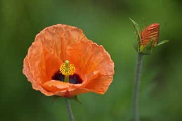 Vibrant Orange Poppy Flower and Bud Close-Up