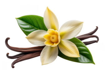 Vanilla flower with beans and green leaves isolated on a transparent background
