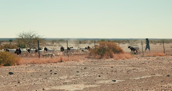 Herd of sheep and a shepherd walk along a fence beside a main road in Namibia&rsquo;s dry, vast landscape under bright daylight, highlighting rural farming life and agriculture.