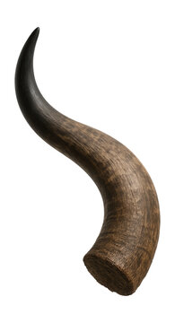 Curved American bison horn featuring a tapered shape and textured finish.