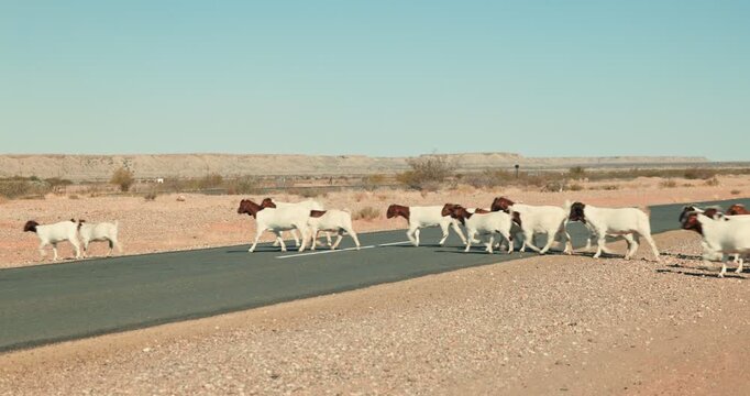 Herd of sheep and a shepherd cross a main road in Namibia&rsquo;s dry, vast landscape under bright daylight, highlighting rural farming life and the importance of agriculture.