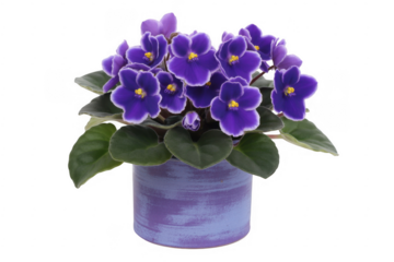 African violet plant with purple flowers and green leaves in a blue pot isolated on a transparent background