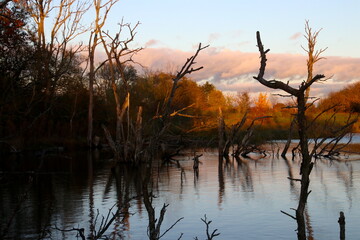 Obraz premium Dead trees in the lake at sunset and a blue sky