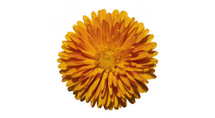 Bright orange calendula flower bloom isolated on a transparent background