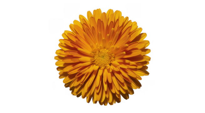 Bright orange calendula flower bloom isolated on a transparent background