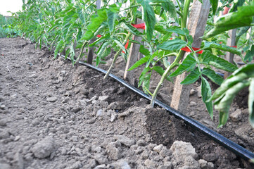 Growing vegetables using drip irrigation