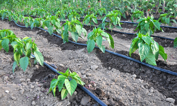 Growing vegetables using drip irrigation - Powered by Adobe