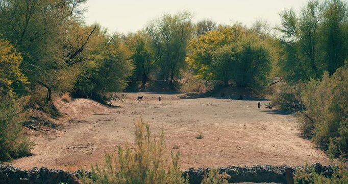 A family troop of monkeys, including adults and young, forage for food in a dry riverbed among bushes in Namibia&rsquo;s desert, showcasing social wildlife behavior.