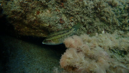 East Atlantic peacock wrasse (Symphodus tinca) undersea, Ligurian Sea, Italy, Imperia