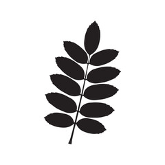 Ash Leaf Silhouette Vector, Flat Ash Tree Compound Leaf Illustration, Black Ash Leaf Botanical Shape Design