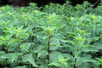Dioecious nettle (Urtica dioica) grows in nature