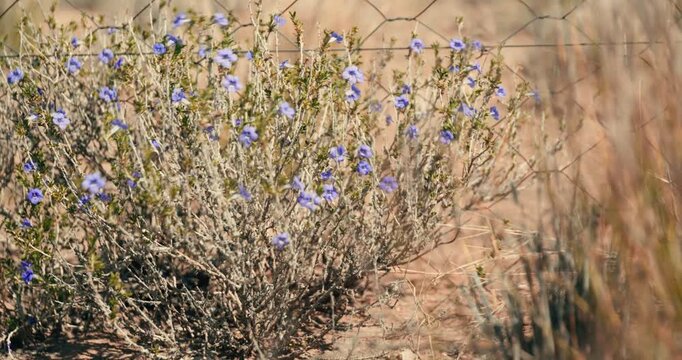 Purple flowering bushes sway in the wind on a dry desert roadside in Namibia, with a fence in the background and warm daylight illuminating the arid landscape.