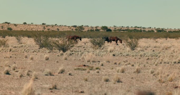 Three horses strolling across Namibia&rsquo;s arid desert landscape with dry bushes under clear daylight, capturing natural movement and the vast, serene environment.