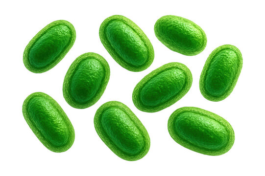 Micrograph of thick-walled spores of Clostridium difficile stained green.